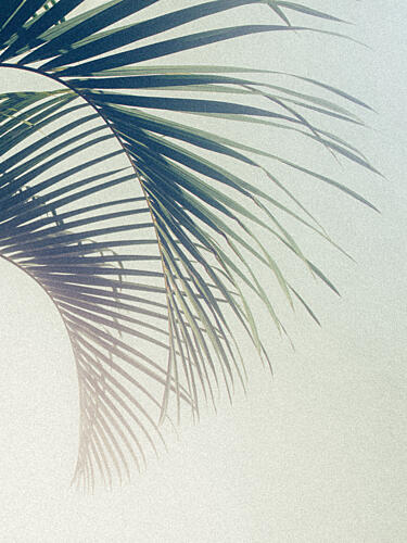 Tropical Palm Shadow Art Print