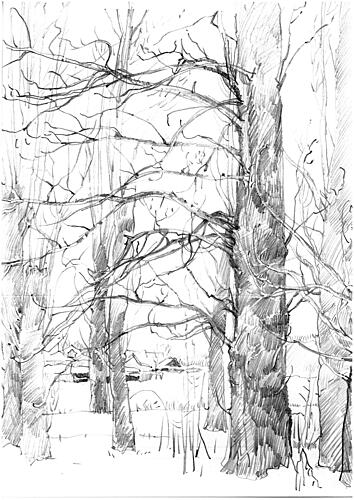 Winter Trees Sketch Art Print