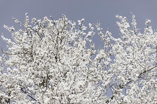 White Spring Blossoms Art Print