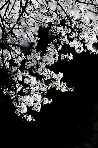 White Spring Blossoms Art Print