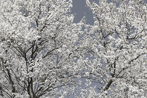 Ethereal White Bloom Art Print