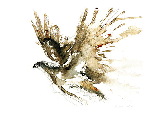 Flying Hawk Watercolor Art Print