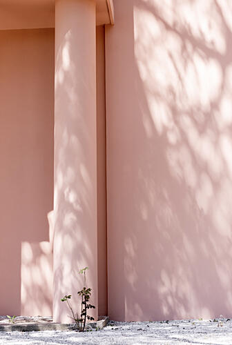 Pink Wall and Tree Shadows Art Print