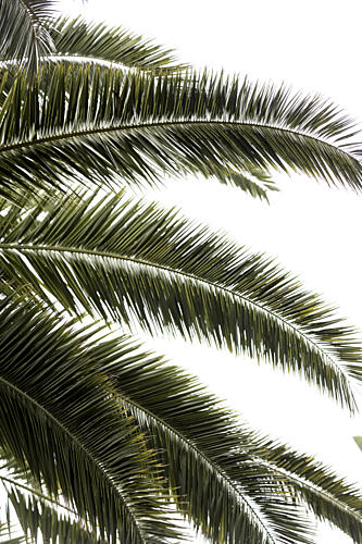 Tropical Green Palms Art Print