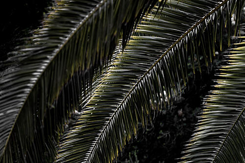 Lush Palm Fronds Art Print