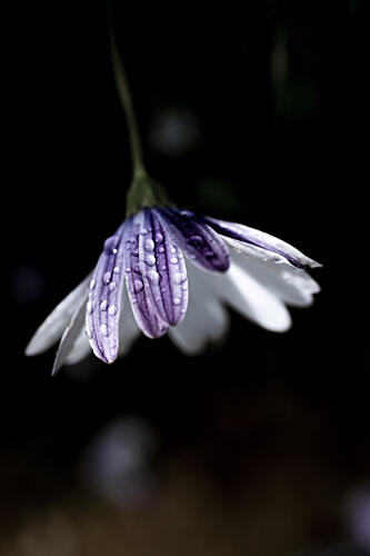 Purple Daisy Rain Drops Art Print