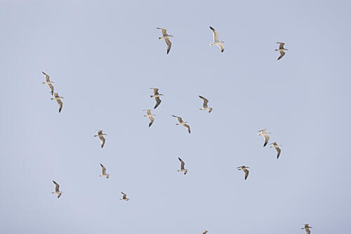 Seagulls in Flight Art Print