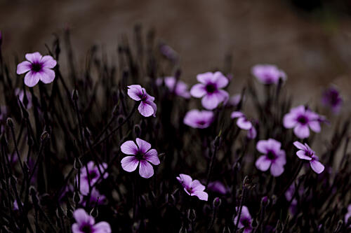 Midnight Purple Blooms Art Print