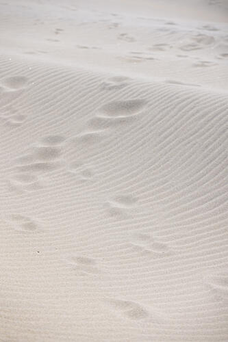 Sand Ripples and Footprints Art Print