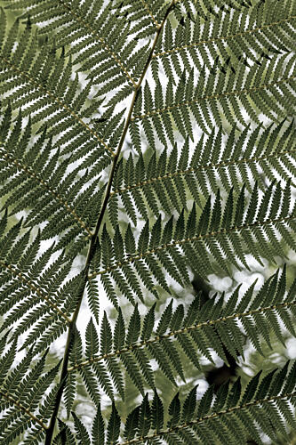 Lush Green Fern Art Print