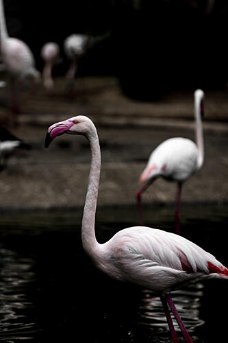 Elegant Pink Flamingo Art Print