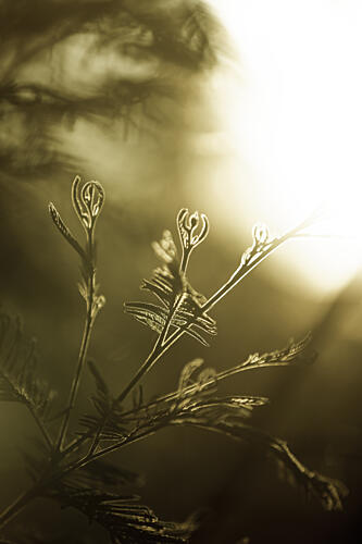 Golden New Growth Gold Print