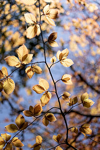 Golden Autumn Leaves Gold Print
