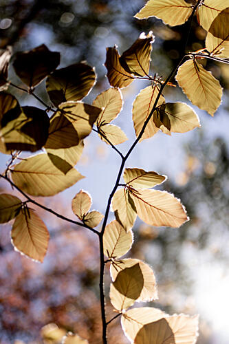 Backlit Golden Leaves Gold Print