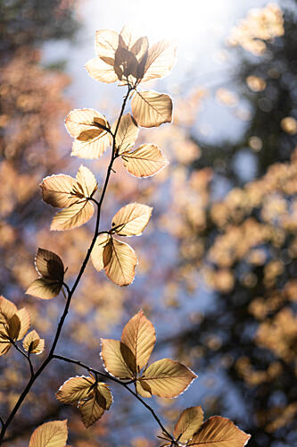 Golden Autumn Leaves Gold Print