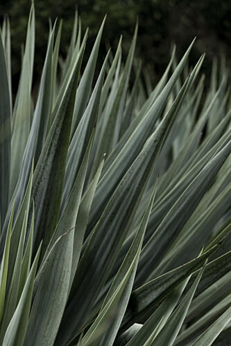 Green Agave Blades Art Print