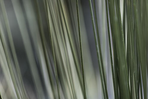 Soft Green Stalks Art Print