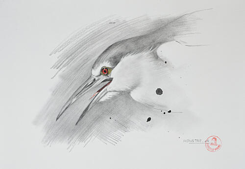 Red-Eyed Night Heron Art Print by Hongtao Huang