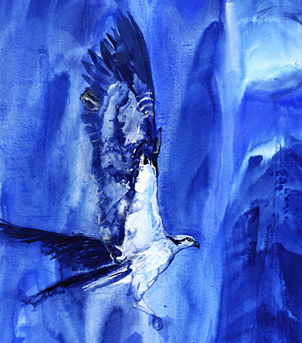 Flying Blue Osprey Art Print