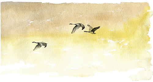Watercolor Geese Flight Art Print