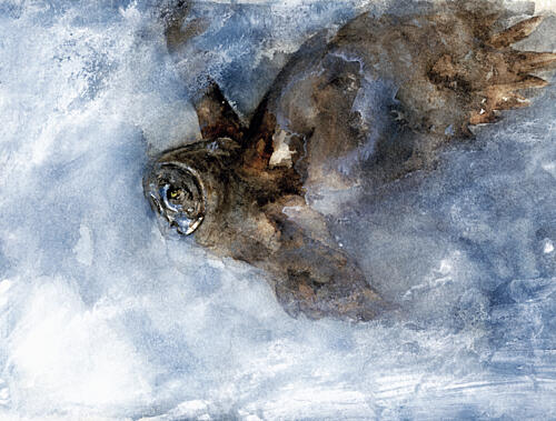 Snow Owl Soaring Art Print