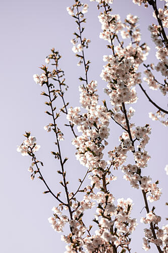 Bright Cherry Blossoms Art Print