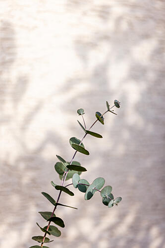 Eucalyptus Branch Shadow Art Print
