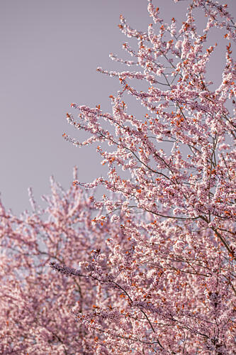 Pink Cherry Blossoms Gold Print