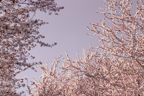 Soft Pink Blossoms Art Print