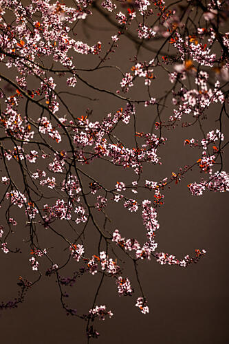 Soft Glowing Blossoms Art Print