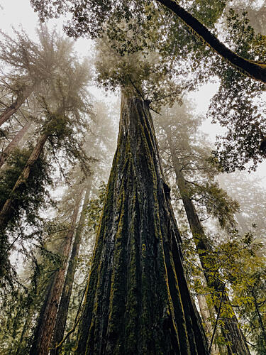 Misty Redwood Giants Art Print