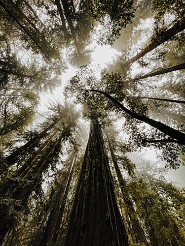 Misty Redwood Canopy Art Print