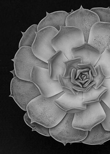 Monochrome Succulent Form Art Print by Pictufy Studio III