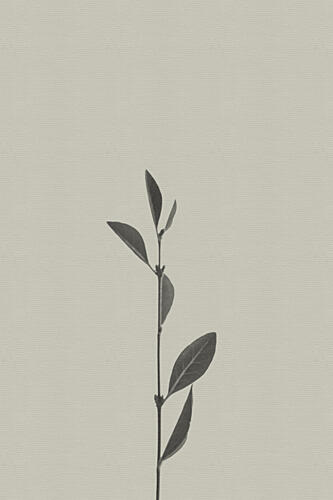 Delicate Botanical Stem Art Print