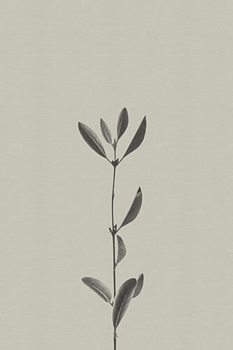 Minimalist Plant Study Art déco reproduction