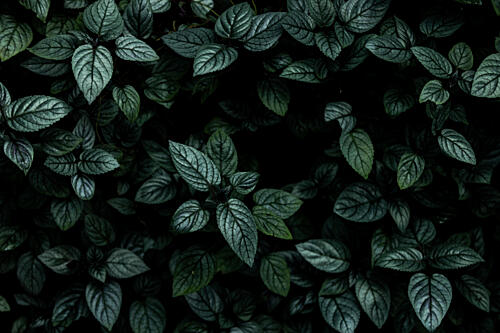 Deep Green Foliage Art Print