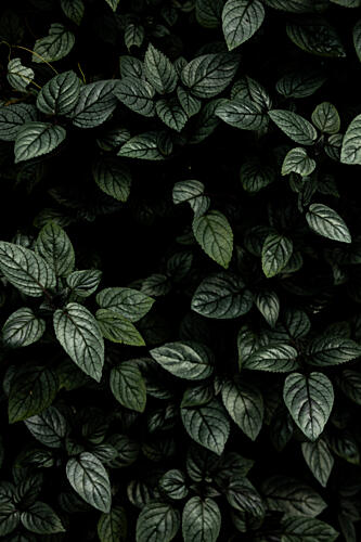 Lush Deep Green Leaves Art déco reproduction