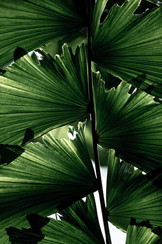 Lush Green Palm Leaves Art Print