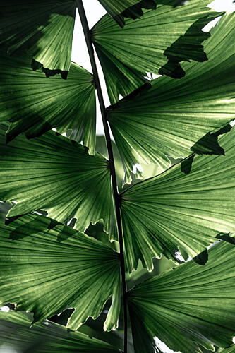 Tropical Green Palm Glow Art Print