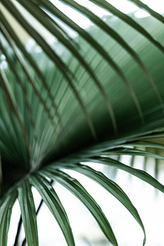 Minimalist Palm Leaf Art déco reproduction