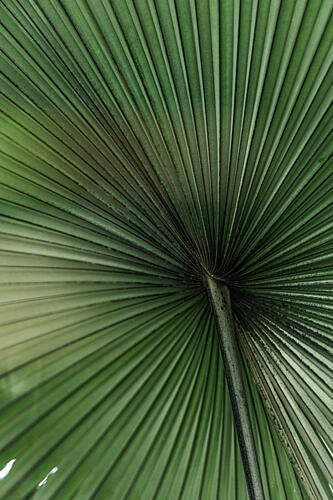 Green Palm Leaf Art Print
