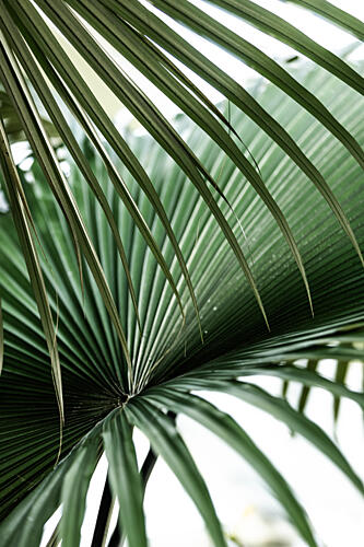 Lush Green Palm Fan Art Print