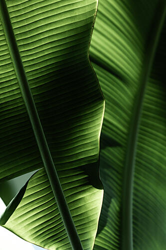 Sunlit Tropical Leaves Art déco reproduction