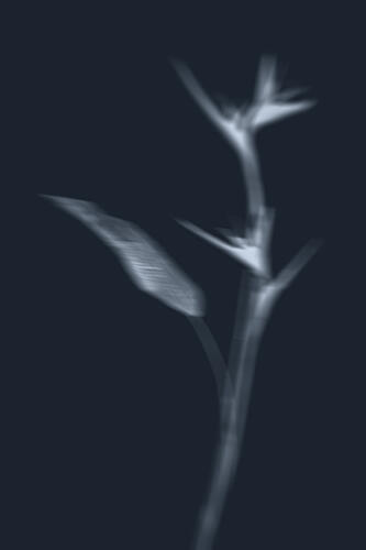 Ethereal Plant Study Art déco reproduction