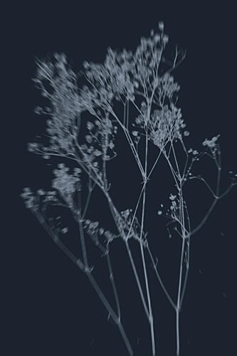 Indigo Botanical Grace Art Print