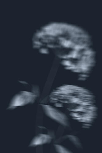 Mysterious Blurred Flowers Impressionist Print