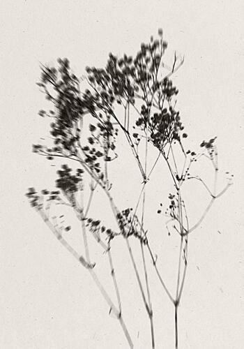 Delicate Plant Silhouette Art déco reproduction