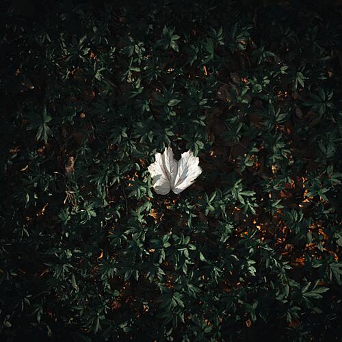 Solitary White Leaf Art Print
