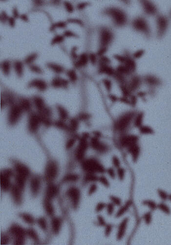 Soft Botanical Shadows Art Print