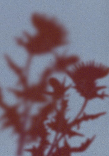 Ethereal Flower Shadows Art déco reproduction